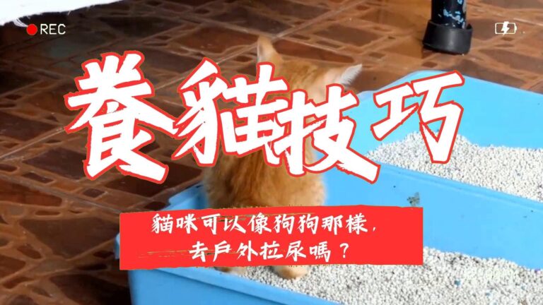 貓咪可以像狗狗那樣,去戶外拉尿嗎?