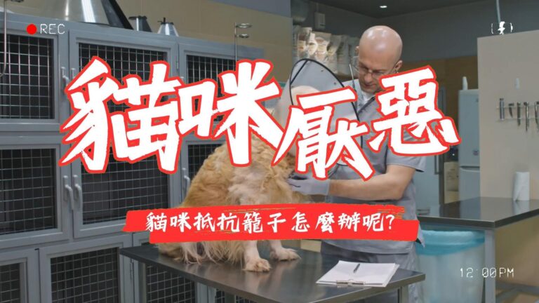 寵物籠訓練:讓你的貓咪適應新環境