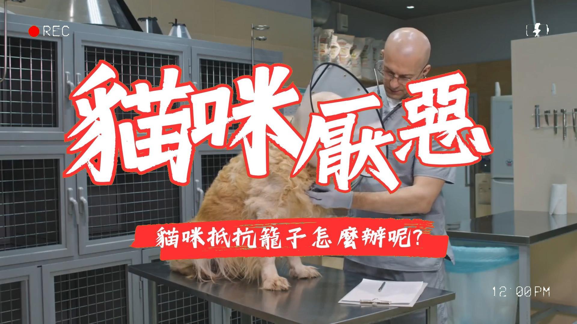 【新手養貓】寵物籠訓練：讓你的貓咪適應新環境