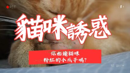 你也饞貓咪粉紅的小爪子嗎