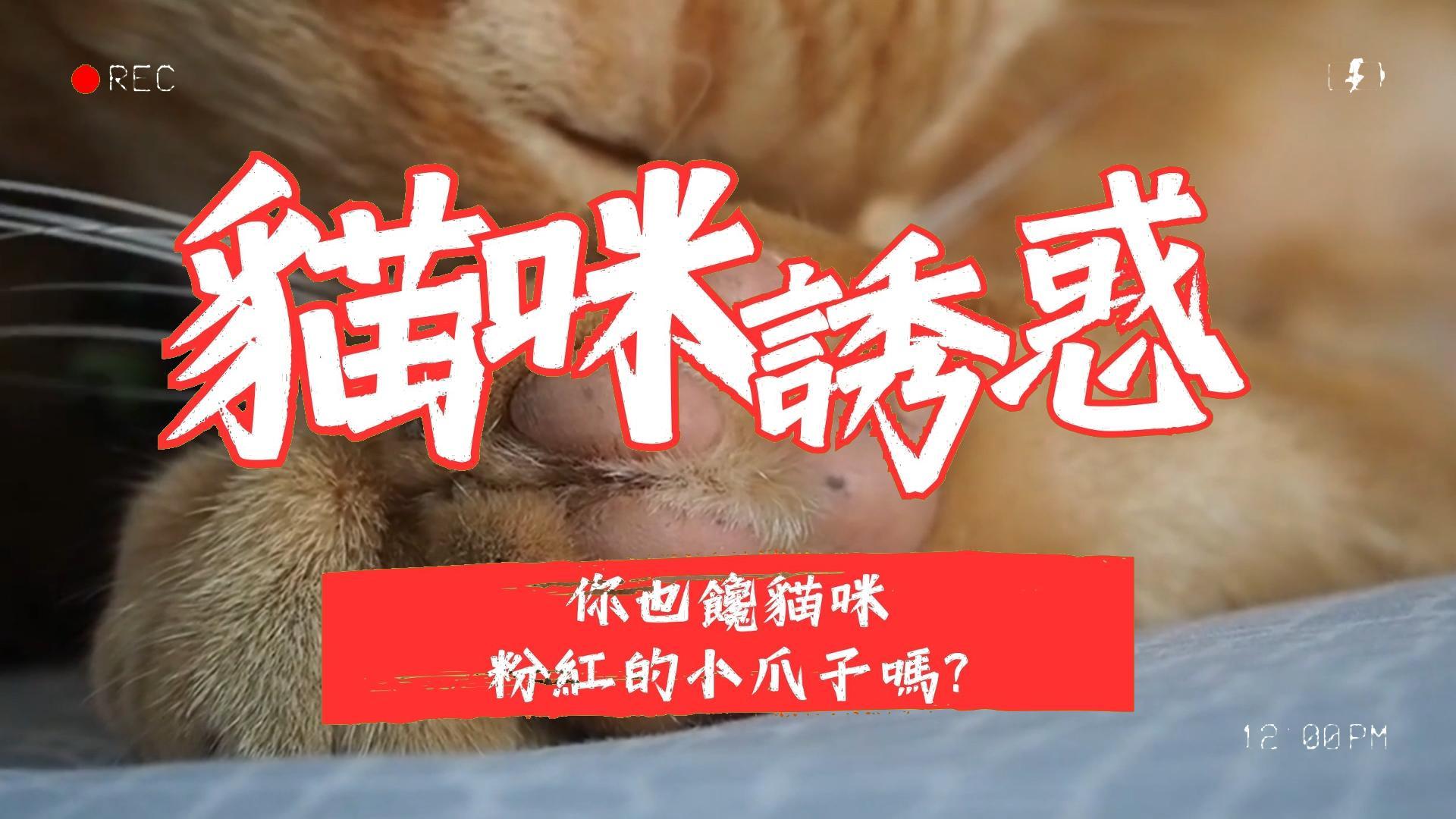 【養貓知識】貓咪的愛之美：粉紅小爪子的意義