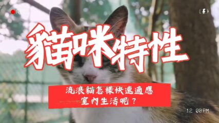 流浪貓怎樣快速適應室內生活呢？