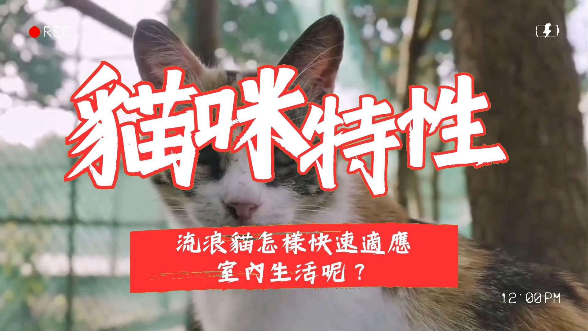 【寵物解答】流浪貓怎樣快速適應室內生活呢？