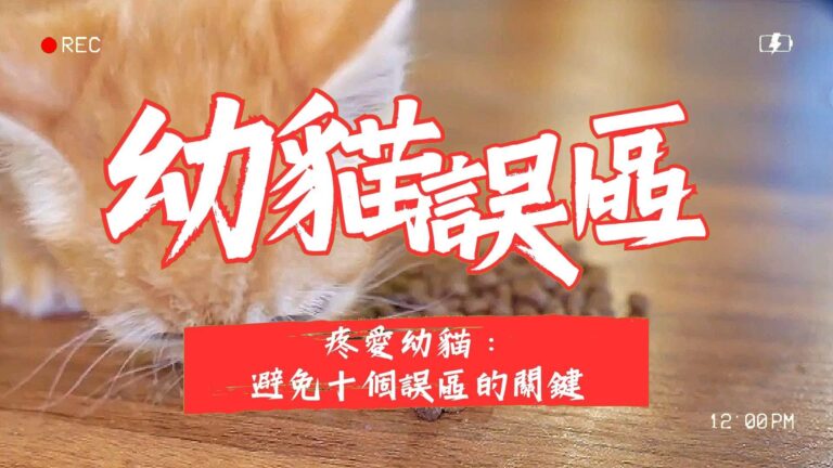 養育幼貓的常見誤區