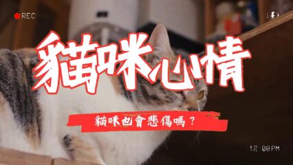 貓咪的情感世界：同伴離世是否讓他們感到悲傷？