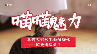 貓咪魅力