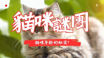 貓咪年齡的秘密