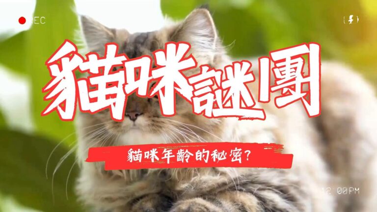 貓咪年齡的秘密
