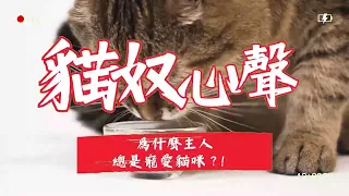 貓咪心聲