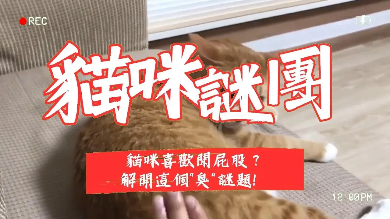 【新手養貓】為什麽貓咪喜歡聞屁股？