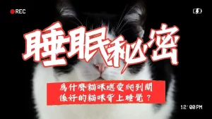 爲什麽貓咪總愛爬到關係好的貓咪背上睡覺？