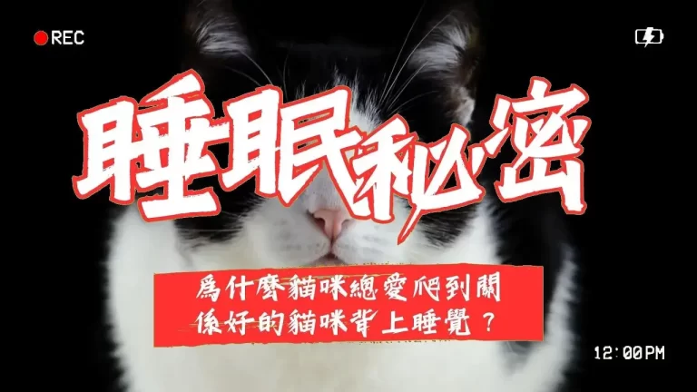 爲什麽貓咪總愛爬到關係好的貓咪背上睡覺？