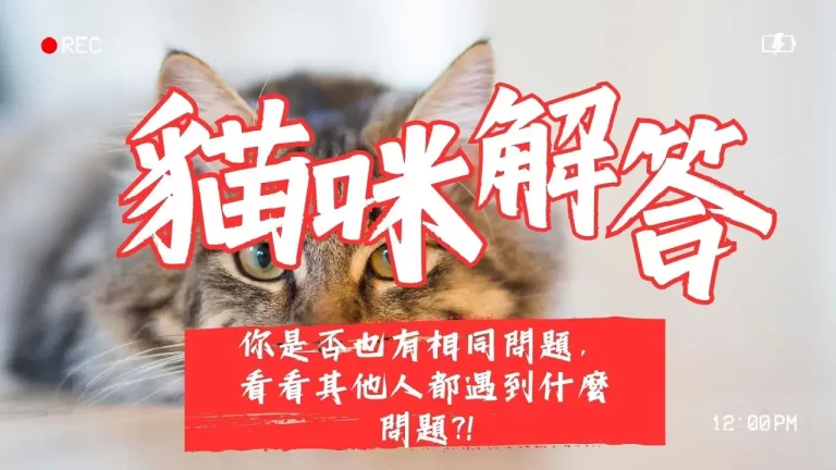 貓咪解答