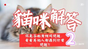 貓咪解答