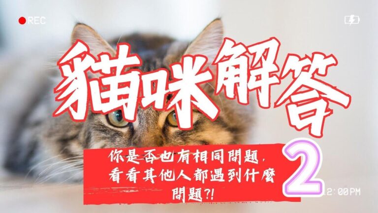 貓咪解答