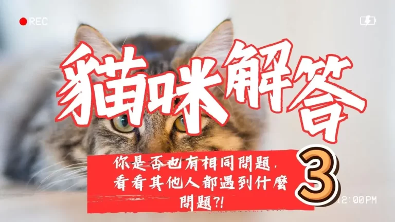 貓咪解答