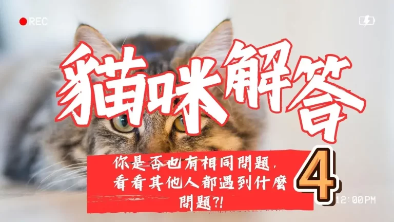 貓咪解答