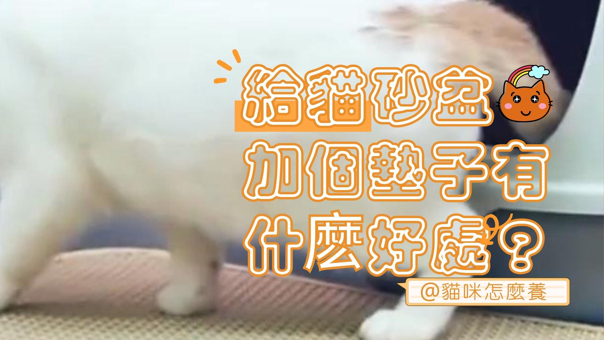 【新手養貓】給貓砂盆加個墊子的好處