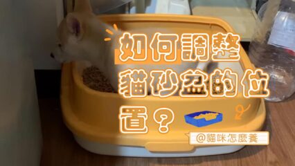 如何調整貓砂盆的位置？簡單步驟分享