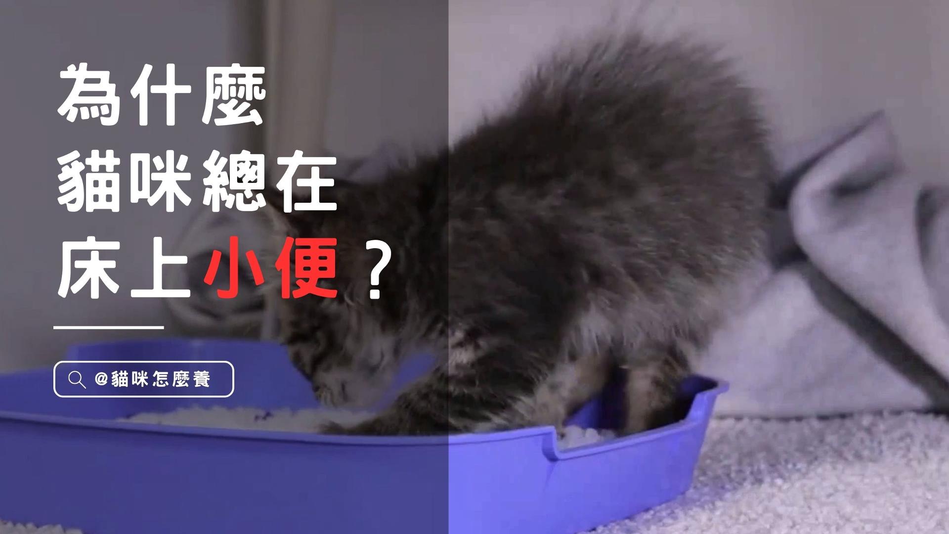 【寵物解答】受不了了，為什麼貓咪總是在我的床上小便？