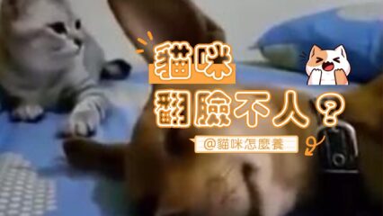 貓咪翻臉不比翻書快?