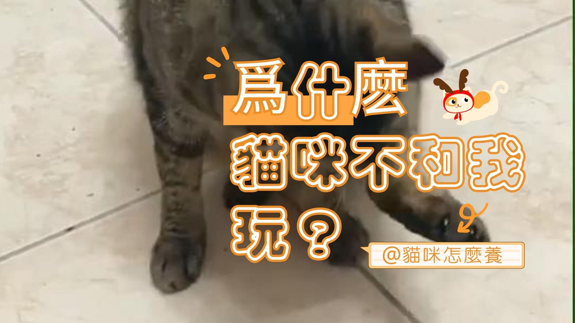 【新手養貓】為什麼貓咪不和我玩？