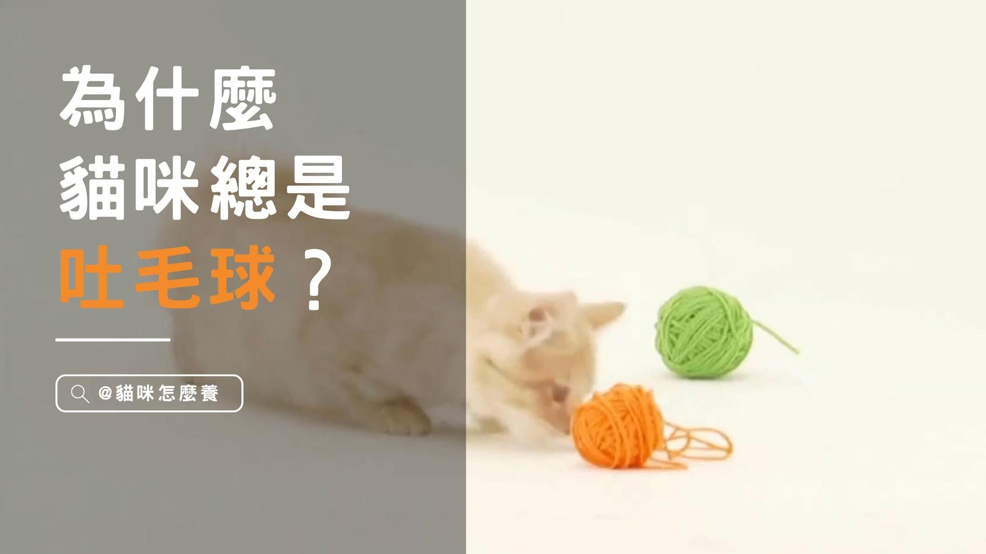【寵物解答】非常好奇的一點，為什麼貓咪總是吐毛球？讓我來告訴你！