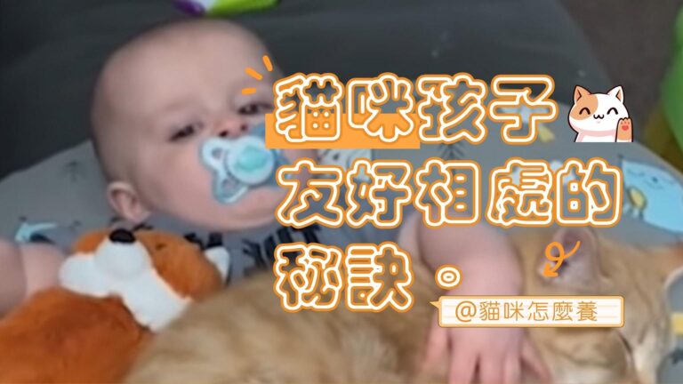 貓咪與孩子友好相處的秘訣