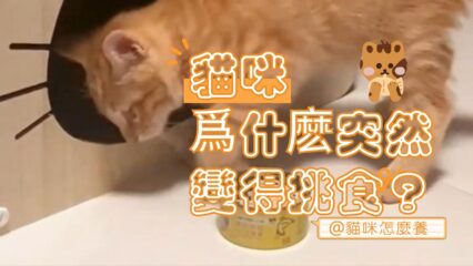 貓咪挑食問題