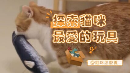 探索貓咪最愛的玩具