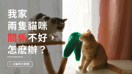 我家的兩只貓咪關係不好，怎麼辦