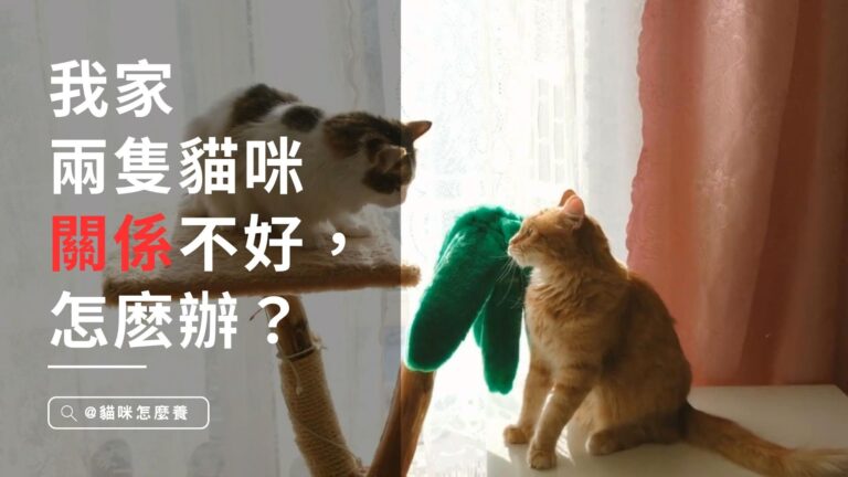 我家的兩只貓咪關係不好,怎麼辦