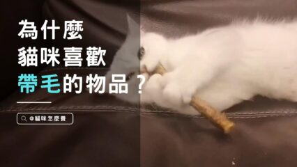 貓咪喜歡帶毛的物品
