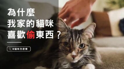 為什麼我家的貓咪喜歡偷東西