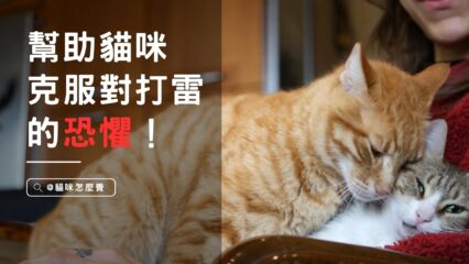 一起來幫助你的貓咪克服對打雷的恐懼