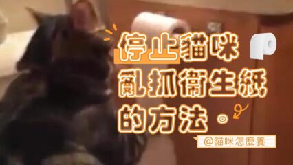 停止貓咪亂抓衛生紙的方法