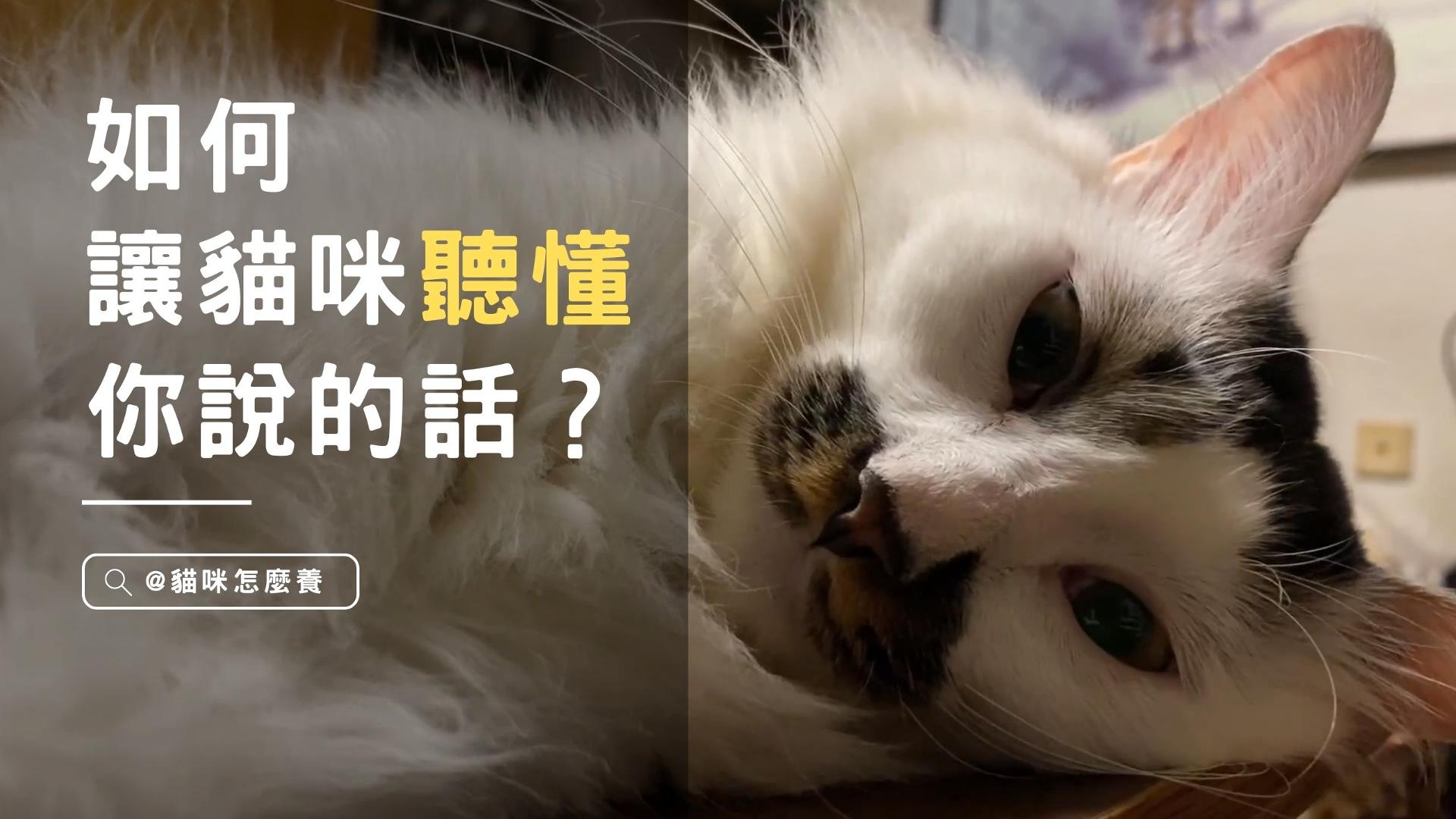 【新手養貓】養的貓叫都不理人，如何讓你的貓咪聽懂你說的話？