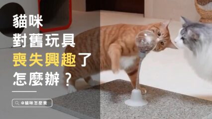 貓咪對舊玩具喪失興趣了怎麼辦？