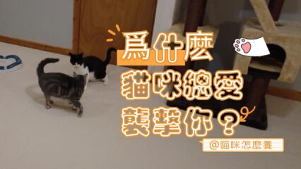為什麼貓咪會襲擊你？