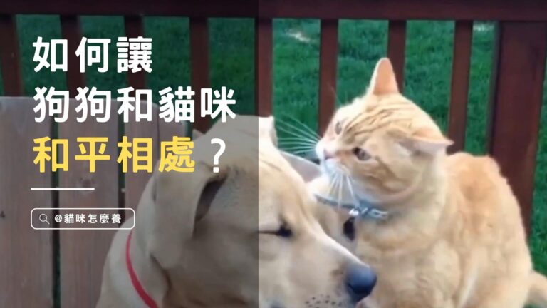 如何讓狗狗和貓咪和平相處？