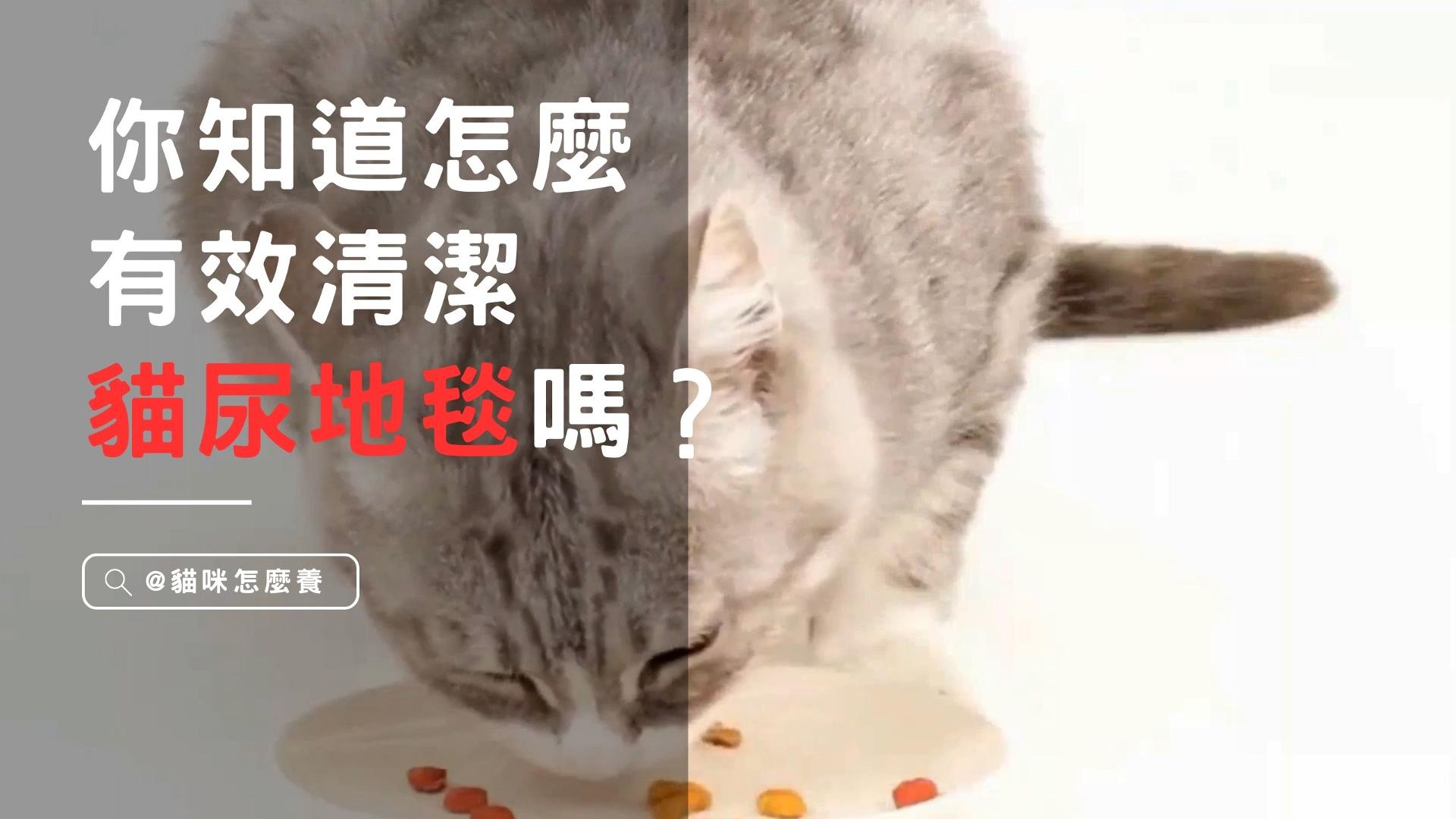 【新手養貓】貓咪尿在地毯上怎麼辦? 你知道怎麼有效清潔貓尿地毯嗎？