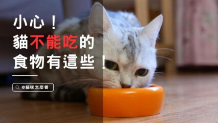 小心！貓不能吃的食物有這些！