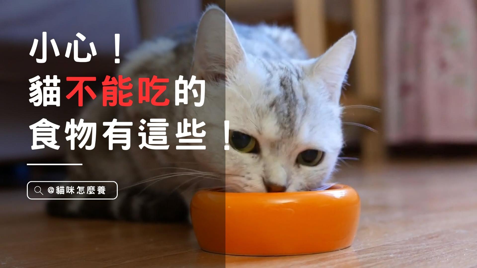 【新手養貓】小心！貓不能吃的食物有這些！