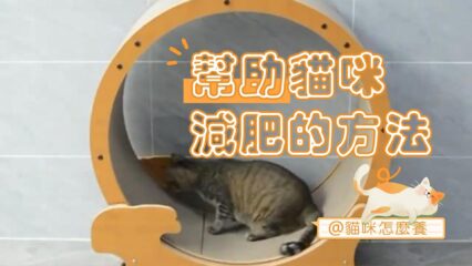 幫助貓咪減肥的方法