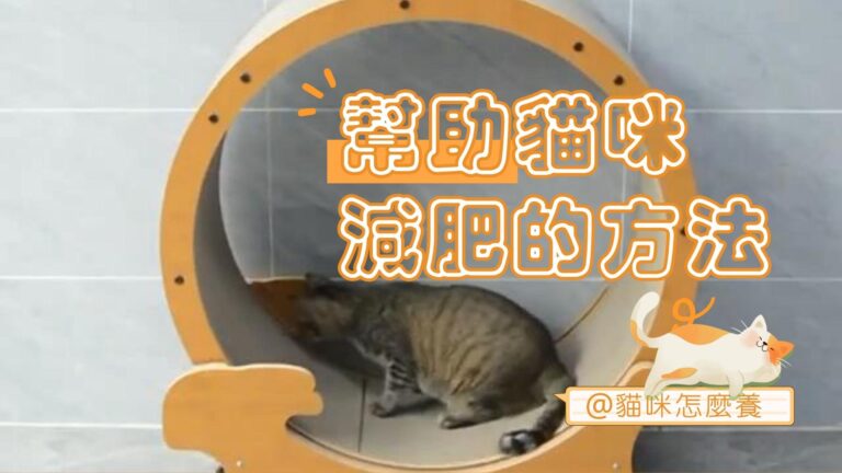 幫助貓咪減肥的方法