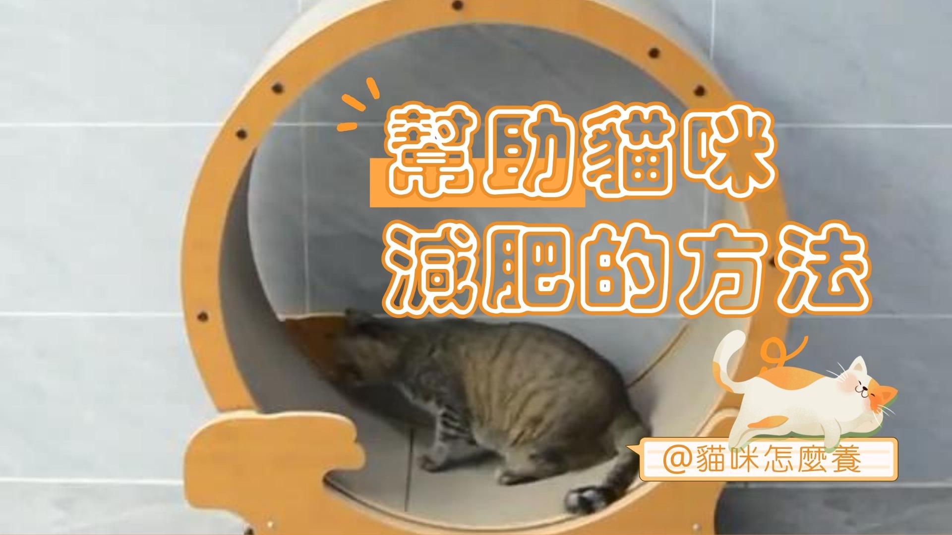 【新手養貓】幫助貓咪減肥的方法