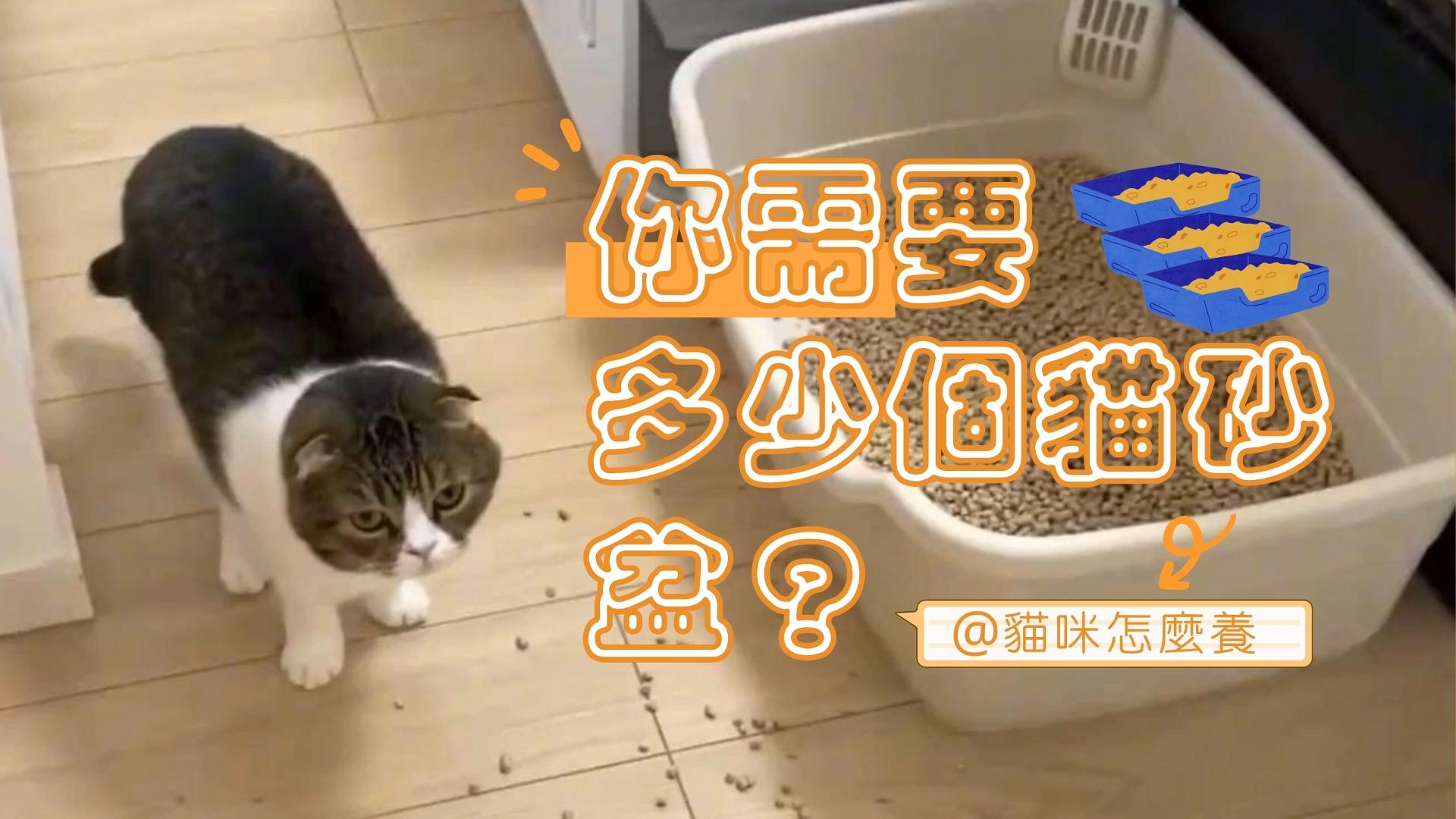 【新手養貓】你需要多少個貓砂盆？
