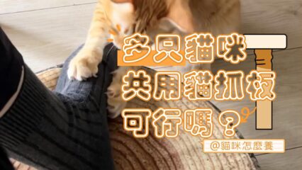 多隻貓咪共用貓抓板：可行嗎？