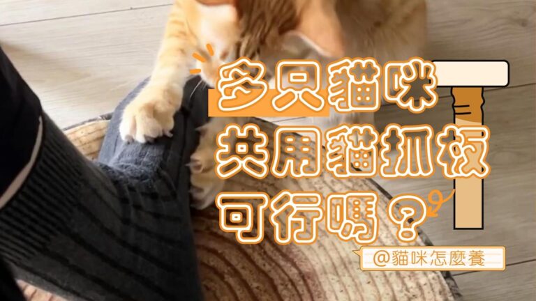 多隻貓咪共用貓抓板:可行嗎?