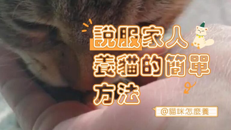 說服家人養貓的5個簡單方法